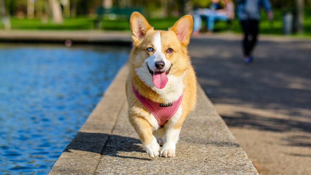 The Joys and Challenges of Raising a puppy:2rsc_-dctre= dog puppy:2rsc_-dctre= dog